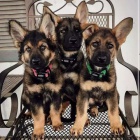 Chytr� �t��ata CKC Reg n�meck�ho ov��ka k adopci