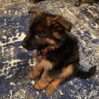 Chytr� �t��ata CKC Reg n�meck�ho ov��ka k adopci