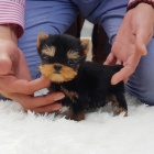 Prodám rozkošná a krásná mini štěňátka yorkshirského teriéra. Prodám rozkošná a krásná mini štěňátka yorkshirského teriéra.