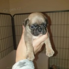 Prod�m kr�sn�, roztomil� a rozko�n� mini b�ov� mopsl�ka.