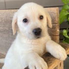 Na prodej kr�sn� a zdrav� �t��ata labradorsk�ho retr�vra.