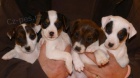 prodám štěňata jack russell. prodám štěňata jack russell.