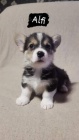 Welsh Corgi �t��ata