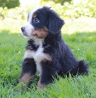 Bernsk� sala�nick� pes �t��ata psa a fenky k adopci.