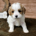 Hygienicky vykolen miniaturn tata Cavapoo na prodej.