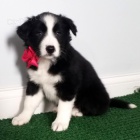 Prod�m zdrav� a o�kovan� �t��ata border kolie