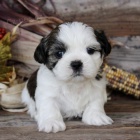na prodej hygienicky a soci�ln� vy�kolen� �t��ata SHIH TZU