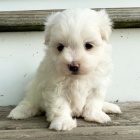 OčKOVÁNÍ miniaturních maltézských štěňátek na prodej. OčKOVÁNÍ miniaturních maltézských štěňátek na prodej.