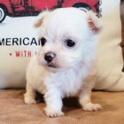 MINI - Štěňátka maltézského šálku na prodej. MINI - Štěňátka maltézského šálku na prodej.