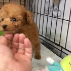 Dv� vz�cn� �t��ata pudla p�ipraven� do nov�ho domova.