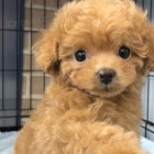 Dv� vz�cn� �t��ata pudla p�ipraven� do nov�ho domova.