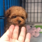 Dv� vz�cn� �t��ata pudla p�ipraven� do nov�ho domova.