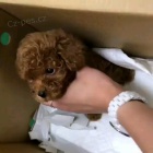 Dv� vz�cn� �t��ata pudla p�ipraven� do nov�ho domova.