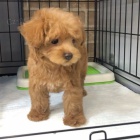 Dv� vz�cn� �t��ata pudla p�ipraven� do nov�ho domova.