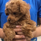 Dv� vz�cn� �t��ata pudla p�ipraven� do nov�ho domova