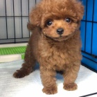 Dv� vz�cn� �t��ata pudla p�ipraven� do nov�ho domova