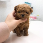 Dv� vz�cn� �t��ata pudla p�ipraven� do nov�ho domova