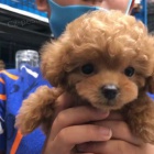 Dv� vz�cn� �t��ata pudla p�ipraven� do nov�ho domova