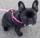 krásná štěňata francouzského buldoka k adopci krásná štěňata francouzského buldoka k adopci