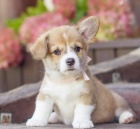 Welsh Corgi �t��ata