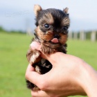 ��lek na �aj hra�ka yorkie �t��ata na prodej.