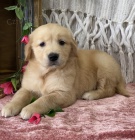 Kr�sn� - ZDRAV� A O�KOVAN� Prod�m �t��ata zlat�ho retr�vra.