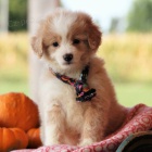 Prodám mini mini štěňátka Aussiedoodle Prodám mini mini štěňátka Aussiedoodle