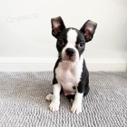 �t��ata Bostonsk�ho teri�ra