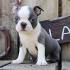 Prod�m hygienicky a soci�ln� vy�kolen� �t��ata bostonsk�ho teri�ra