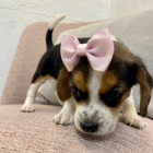 Kr�sn� a rozko�n� mini trikolorn� �t��ata b�gla dostupn� a p�ipraven� k prodeji.