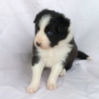 ڞasn� a zdrav� �t��ata Border kolie na prodej.