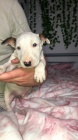 Prod�m kr�sn� �t��ata fen a pejska mini anglick�ho Bulteri�ra.