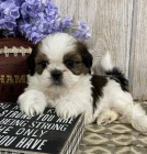 hygienicky a soci�ln� vy�kolen� mini �t��ata shih tzu na prodej