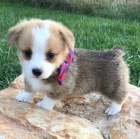 kr�sn� a and�lsk� miniaturn� �t��ata Pembroke Welsh Corgi na prodej.