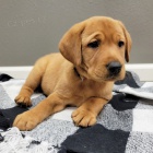 Prod�m �t��ata labradorsk�ho retr�vra.