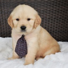 Prod�m �t��ata zlat�ho retr�vra.