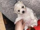 Štěňata Bichon-frisé s PP Štěňata Bichon-frisé s PP
