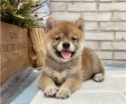Krsn shiba inu