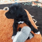 �ern� �t��ata n�meck� dogy k adopci.