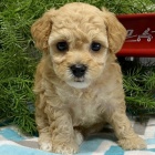 Prod�m �t��ata trpasli��ho pudla pejska a fenku.