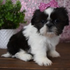 Prod�m hygienicky a soci�ln� vy�kolen� �t��ata SHIH TZU