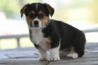 kr�sn� a and�lsk� �t��ata Pembroke Welsh Corgi na prodej.