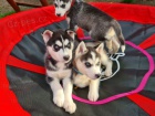 čistokrevní husky, holčičky a kluci čistokrevní husky, holčičky a kluci
