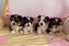 Prod�m �t��ata yorkie Biewer