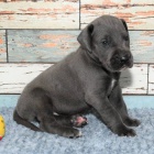 Mini �t��ata N�meck� dogy a feny k adopci.