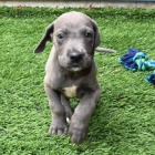 Mini �t��ata N�meck� dogy a feny k adopci.