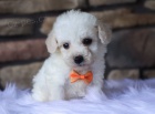 Mini šálek na čaj - Toy štěňata MALTIPOO na prodej Mini šálek na čaj - Toy štěňata MALTIPOO na prodej