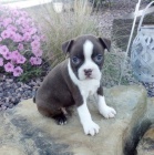 Prodm tata MINI Bostonskho terira