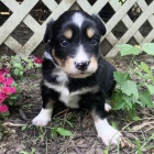 Prodm krsn a zdrav ttka border kolie MINI