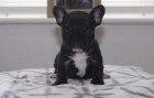 Prodám štěňata Francouzského buldočka MINI. Prodám štěňata Francouzského buldočka MINI.